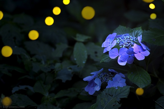 紫陽花とヒメボタル