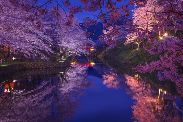 鹿野城跡　桜