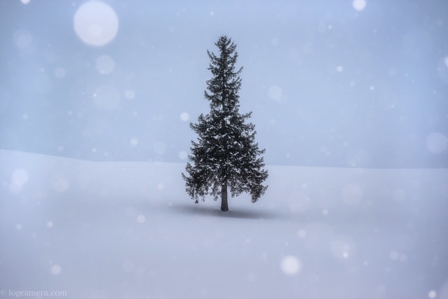 北海道　美瑛　クリスマスツリーの木　冬　雪