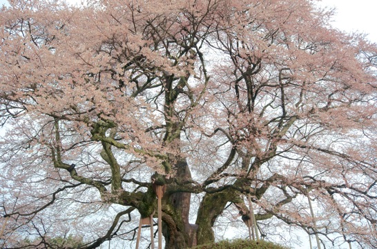 醍醐桜