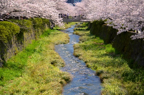 一の坂川と瑠璃光寺で満開の桜