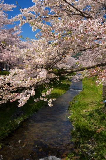 一の坂川の桜