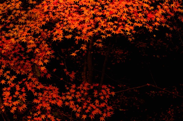 晩秋の出雲を真っ赤に染める鰐淵寺の紅葉を撮ってきた！