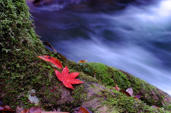 渓流と紅葉が美しい匹見峡へ行ってきた！