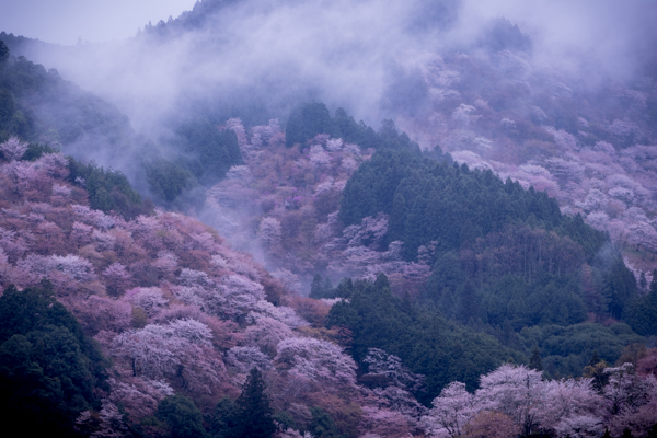 一面ピンクに染まる吉野山の桜