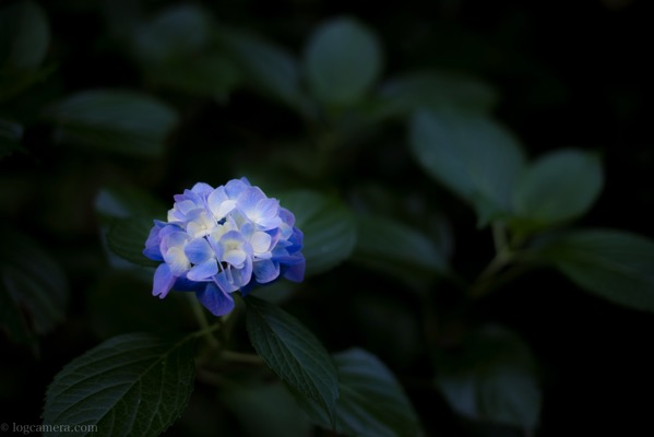 月照寺　紫陽花