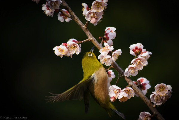 梅の花の撮影方法 ログカメラ