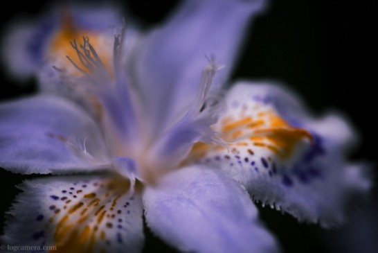 macro-hana-murasaki-546x365.jpg