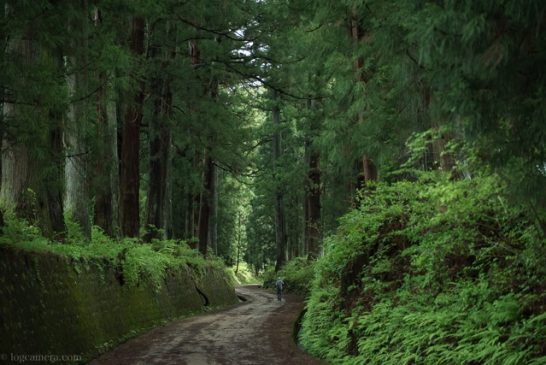 nikkosuginamiki-546x365.jpg