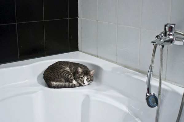 バスルームのネコ