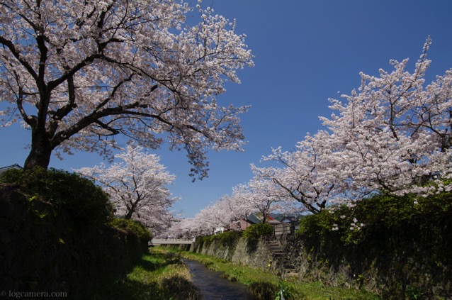 一の坂川　桜