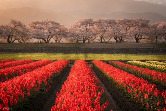 あさひ船川の「春の四重奏」と向野のエドヒガン | ログカメラ