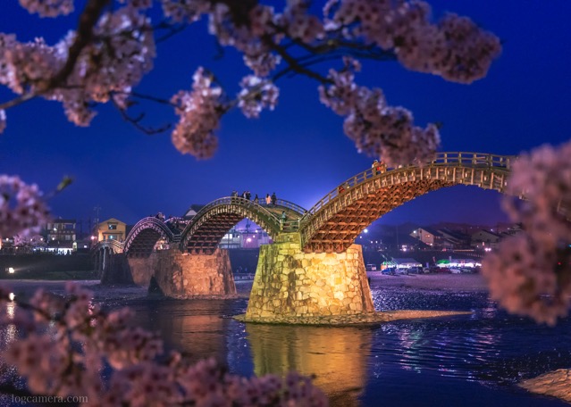 岩国　錦帯橋　桜　ライトアップ