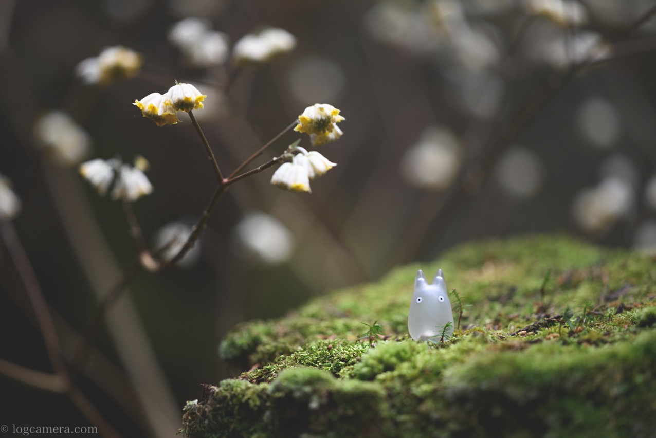 mitumata-totoro.jpg ミツマタ トトロ
