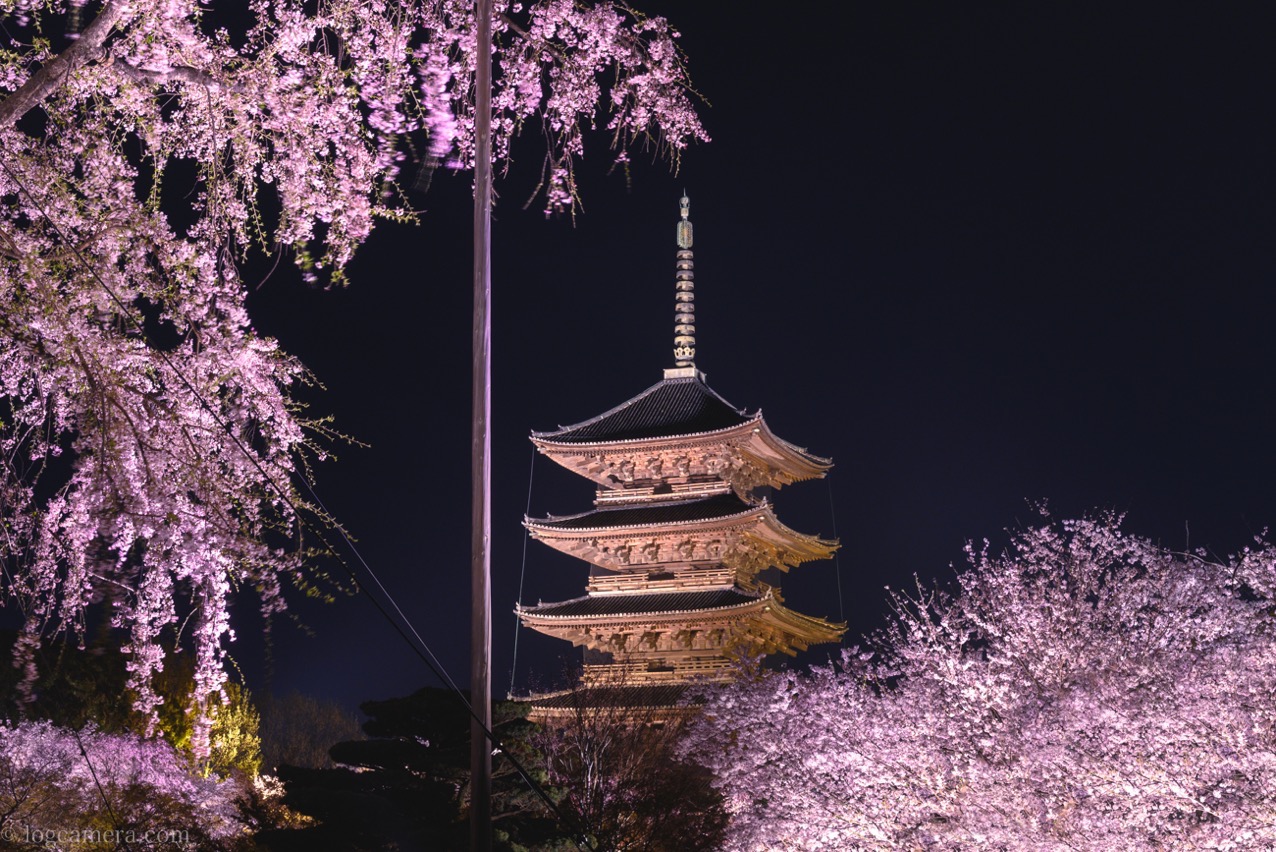 東寺　桜ライトアップ