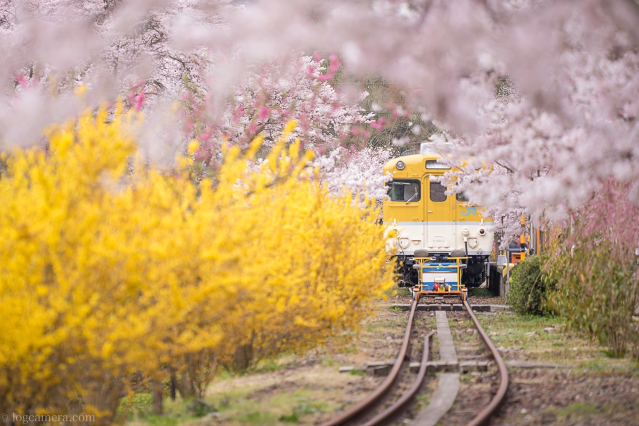 桜　電車