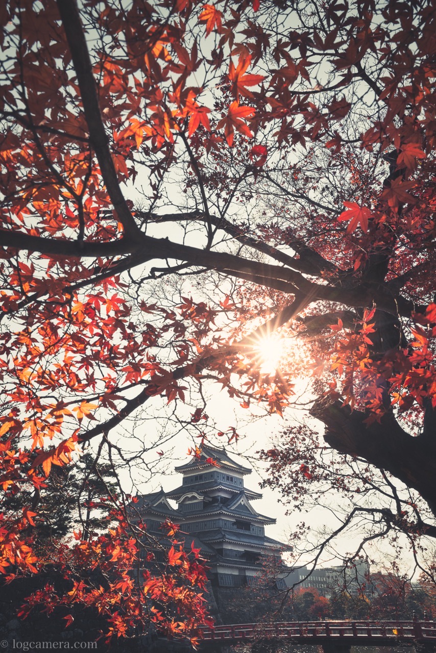 松本城と紅葉