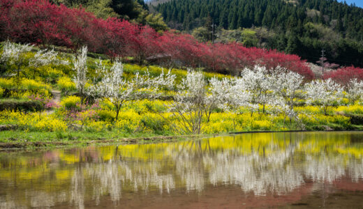 「天国に一番近い里」川角集落の花桃を見てきた